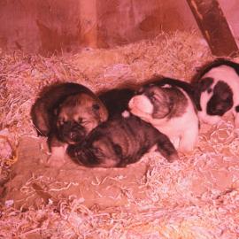 Litter of Husky Puppies