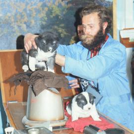 Weighing Husky Puppies
