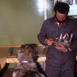 Doghandler, Steve Chambers, with Husky pup Nugis and Attentive Mum, Betty