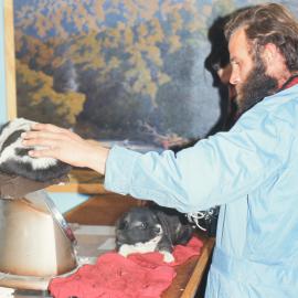 Weighing Husky Puppies