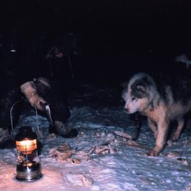 Feeding Husky pup in Winter