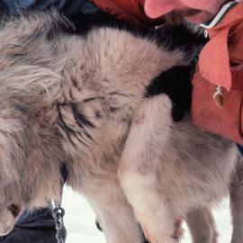 Vet Dave Marshall showing the test for Severe arthritis