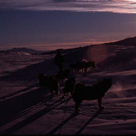 Dog Team in Early Light
