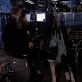 Weighing Husky pup Cherry