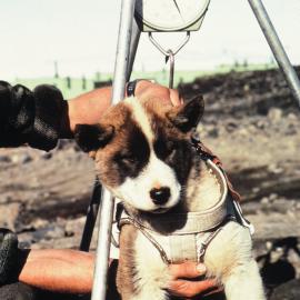 Husky Pup being Weighed