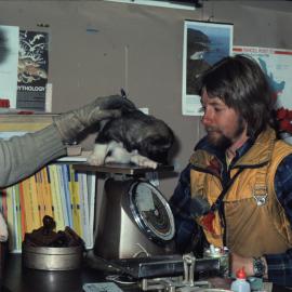 Dave Wills and Bill Eaton Weight Pups