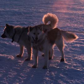 Huskies on the Trace