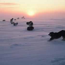 Spring Dogline in Drifting snow at midnight