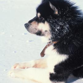 Nimrod, at Four Years