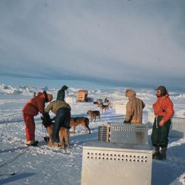 Huskies Arrive at Scott Base from Greenland