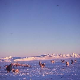 Dogs and Sledges at Scott Base