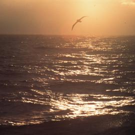 Albatross Flying over Golden Southern Ocean