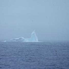 Pinnacled Iceberg and Black-browed Albatross