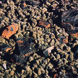 Lichen and Moss Association