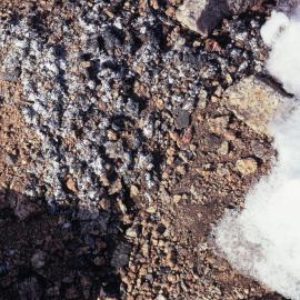 Lichen on Brown Hills