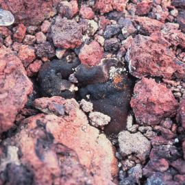 Lichen near Castle Rock