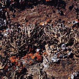 Lichens and Mosses