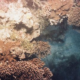Corals on Ocean Floor