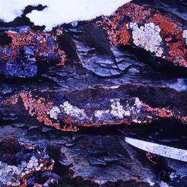 Blossom Festival at Cape Hallett