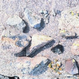 Mosses and Lichens at Cape Russell