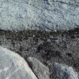 Moss growing on Northern Foothills