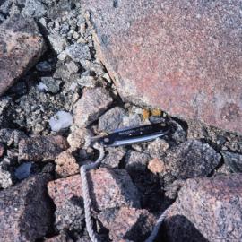 Lichen on Northern Foothills