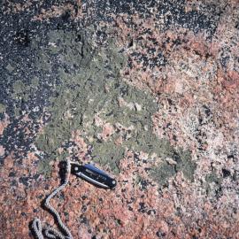 Lichen on Inexpressible Island