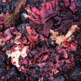 Beach Algae on King George Island