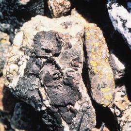 Umbilicaria Lichen on Inexpressible Island