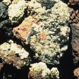 Lichens on Inexpressible Island