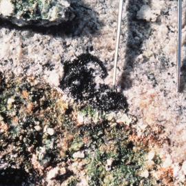 Green Algae Exposed after Removal of Rock Flake