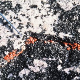 Red Asci of Lichen on Inexpressible Island