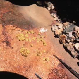 Caloplaca Lichen at Inexpressible Island