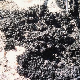 Buellia lichen, Inexpressible Island