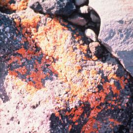 Lichen on Rocks at Edmondson Point
