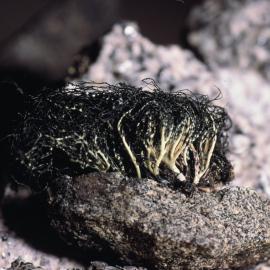 Lichen- Marie Byrd Land