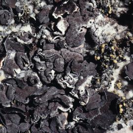 Lichen- Marie Byrd Land