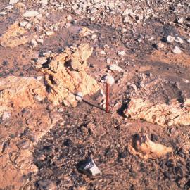Cyanobacterial mats, Bratina Island