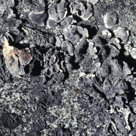 Lichen- Marie Byrd Land