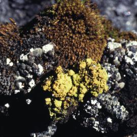 Moss from Marie Byrd Land