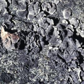 Lichen from Marie Byrd Land