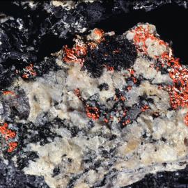 Lichen- Marie Byrd Land