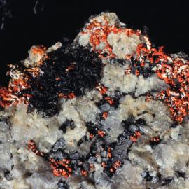 Lichen- Marie Byrd Land