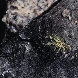 Lichen- Marie Byrd Land