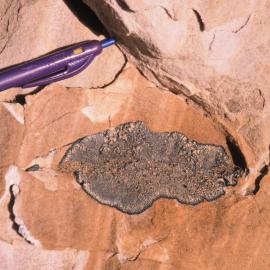 Lichens at West End of Pearse Valley