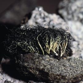 Lichen found on Rock at Marie Byrd Land