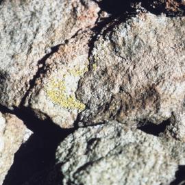 Green Lichen atop Windscoop Ridge of West Summit Ridge Complex of Mount Shapeless