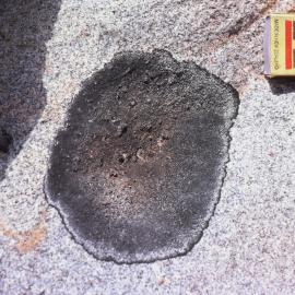 Lichen in Garwood Valley