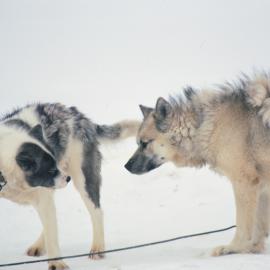 Huskies in Snow