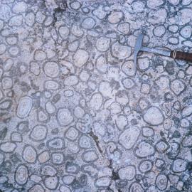 Orbicular Granite